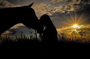 connectie, oog voor het paard, paard bestraffen of knuffelen